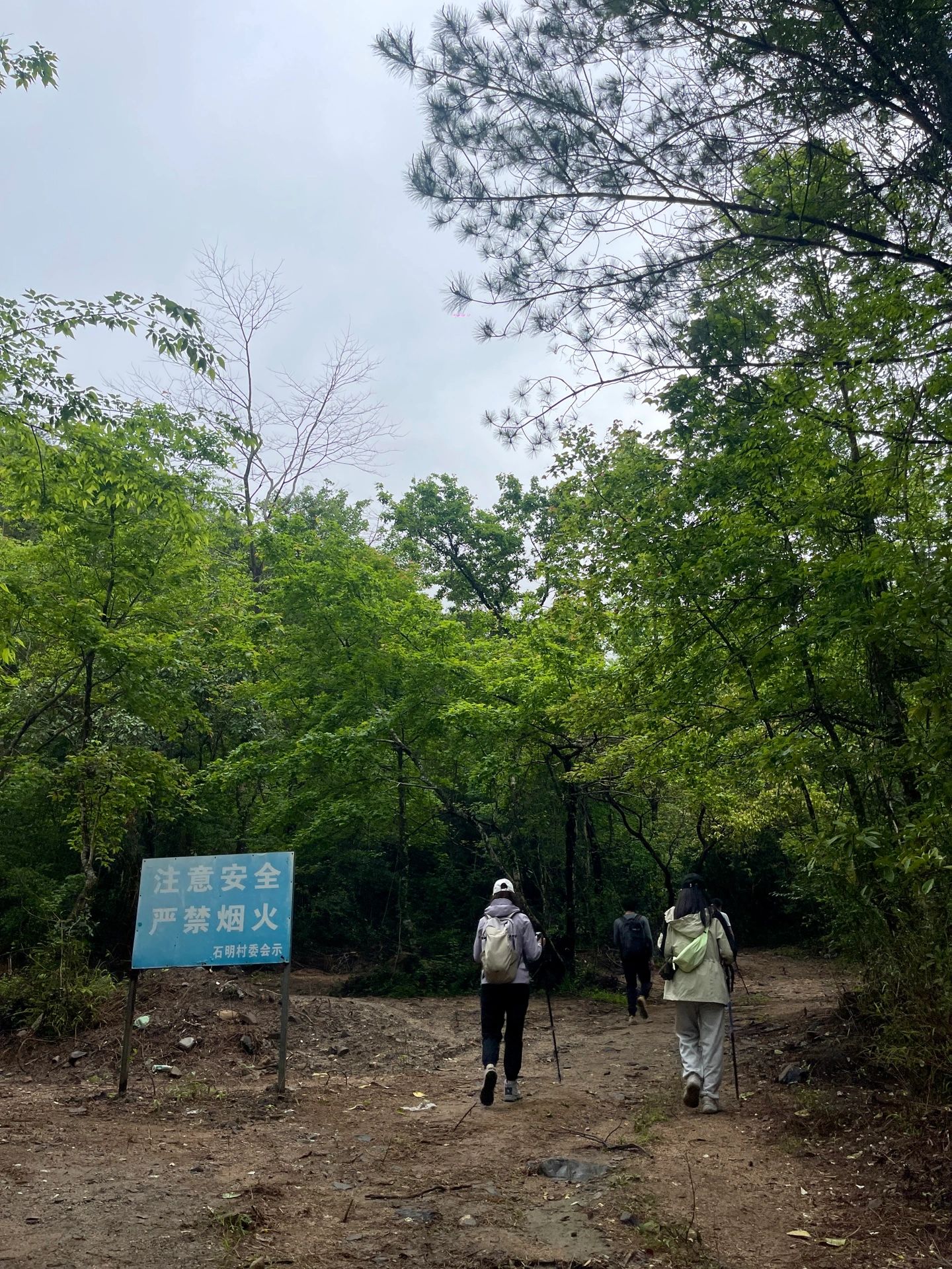 从化通天蜡烛-赏高山杜鹃