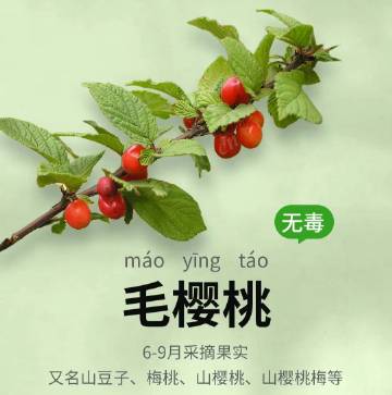 野果图鉴