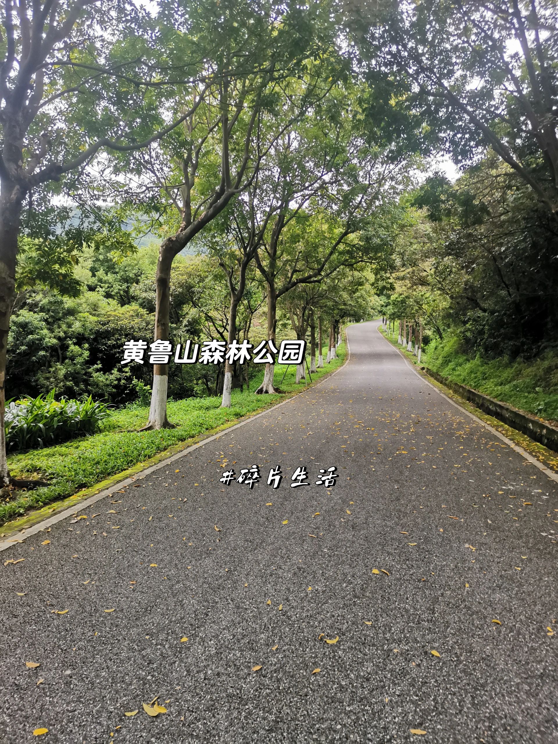 广州南沙黄鲁山森林公园