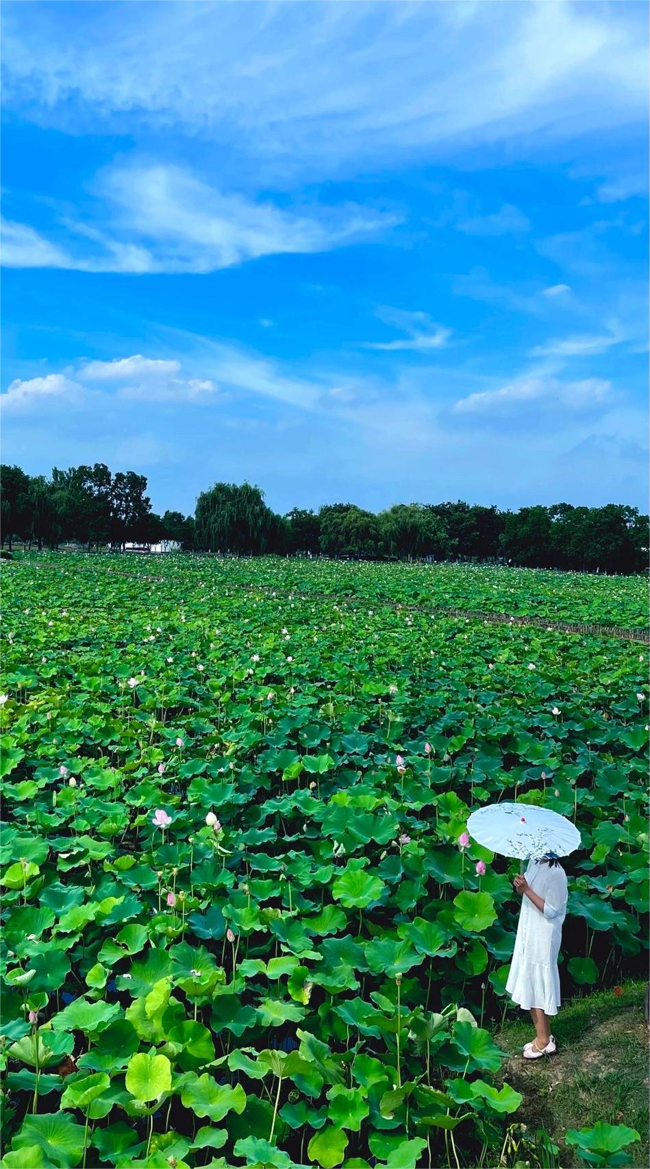 南京最美荷花观赏地❗水漫城夏日赏荷