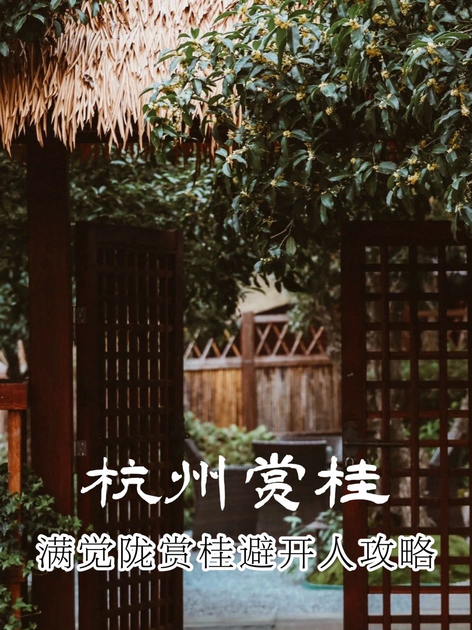 杭州满觉陇桂花全开，附人少攻略