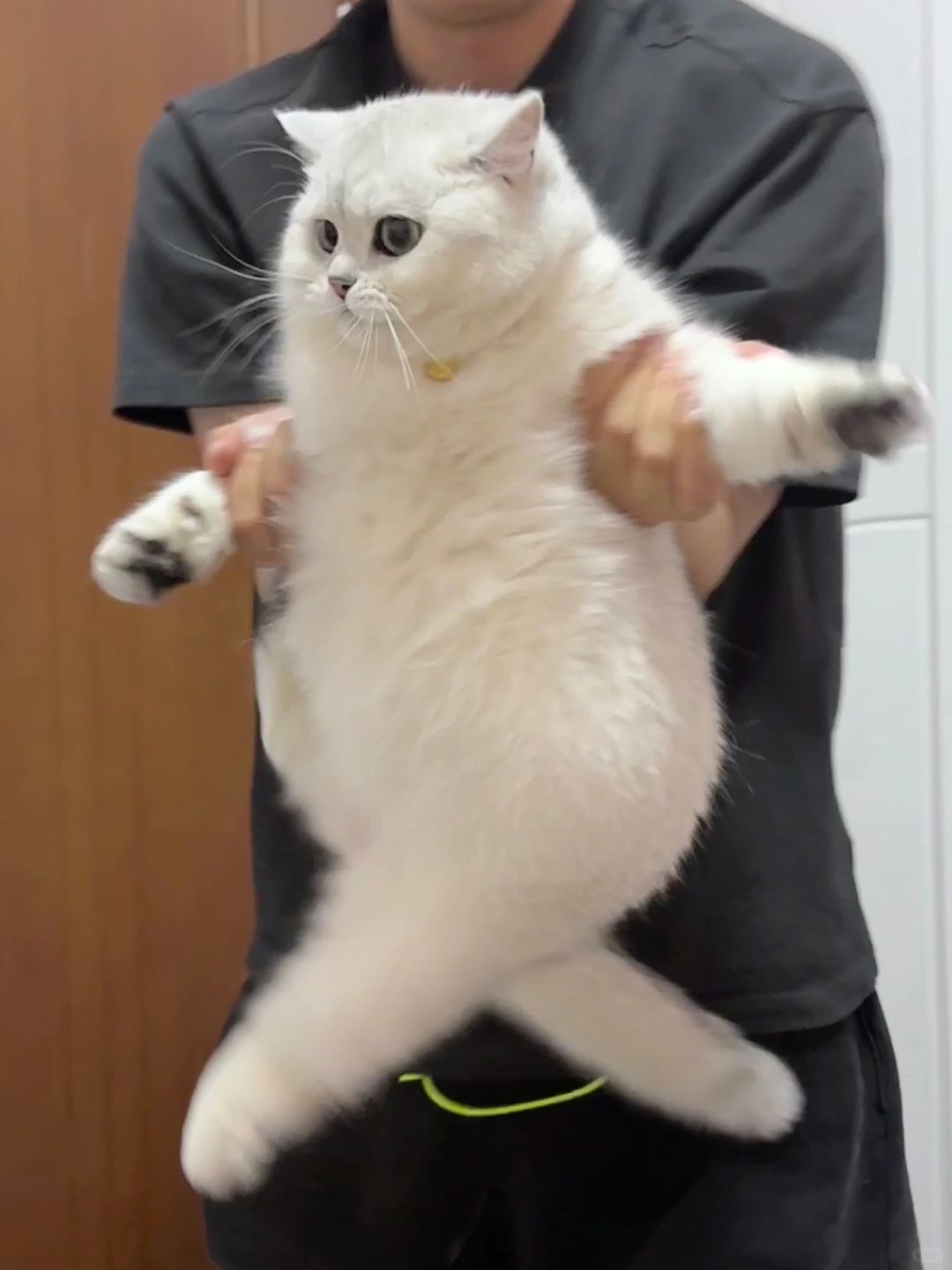 没什么才艺 给大家表演一个空中劈叉
小猫我厉害吧
我腰肥体圆还这么厉害 多亏我妈