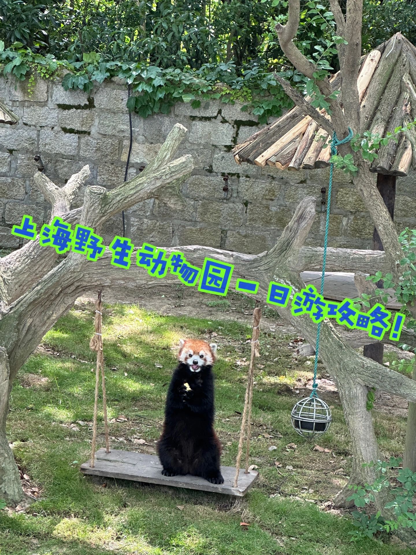 上海必打卡，上海野生动物园一日游攻略