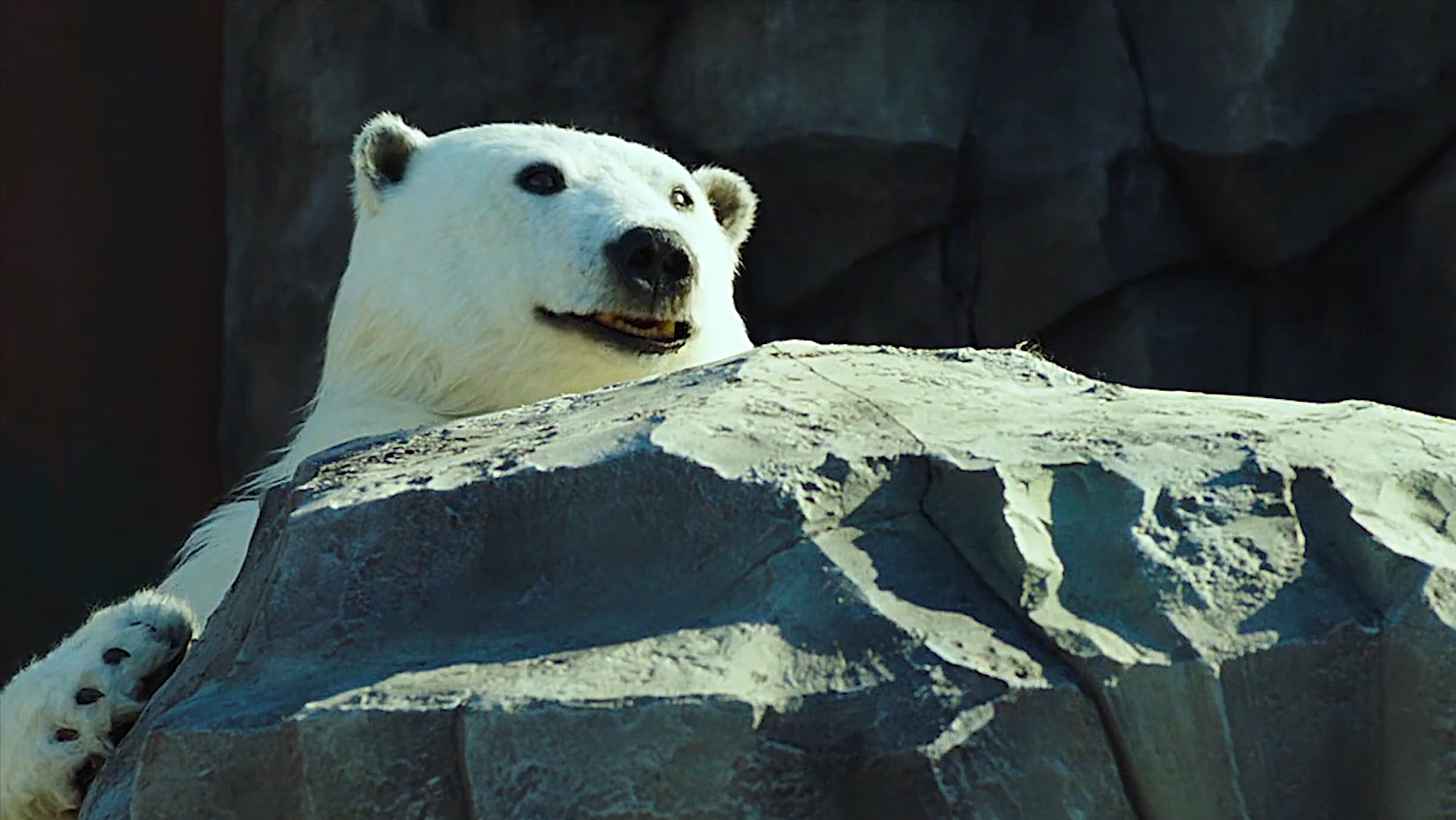 为了拯救即将倒闭的动物园，员工们假扮成了动物。看着一动不动的树懒，小朋友们觉得十