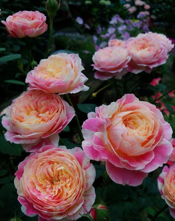 春天是栽种月季的好时候，是月季花的热销期，喜欢养月季的花友，在买月季花的时候，要