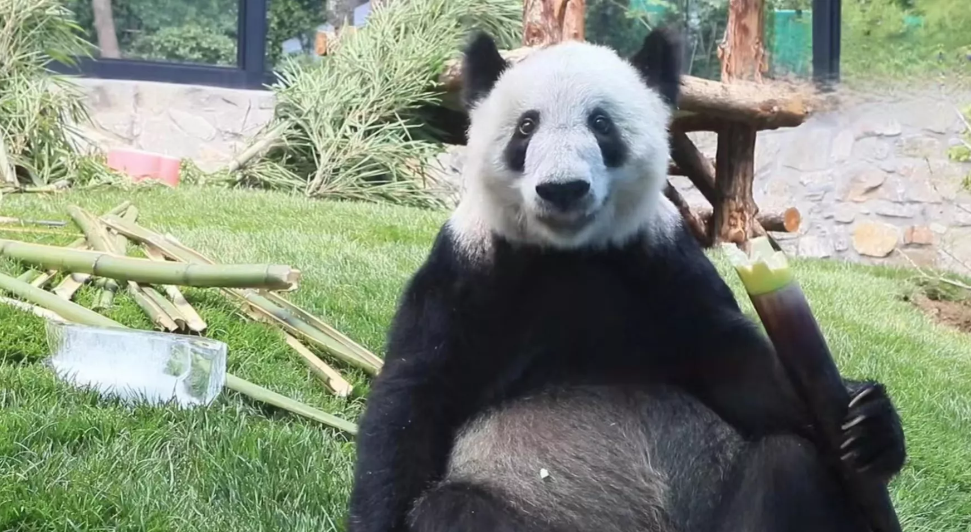 天啊，丫丫现在这么胖了吗？简直换了一个熊一样，果真是谁养像谁，和李奶爸越来越像了