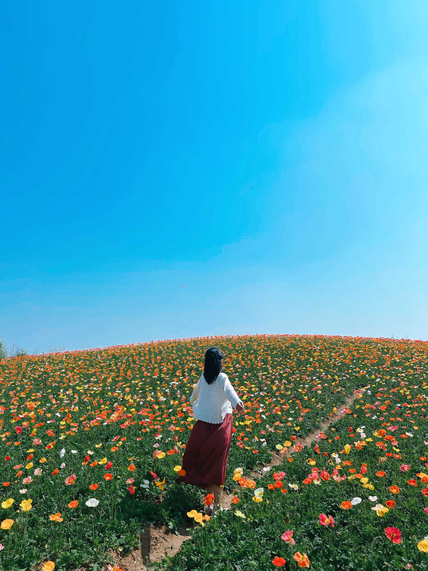 南京周边Z美花海|踏青好去处|南京周边