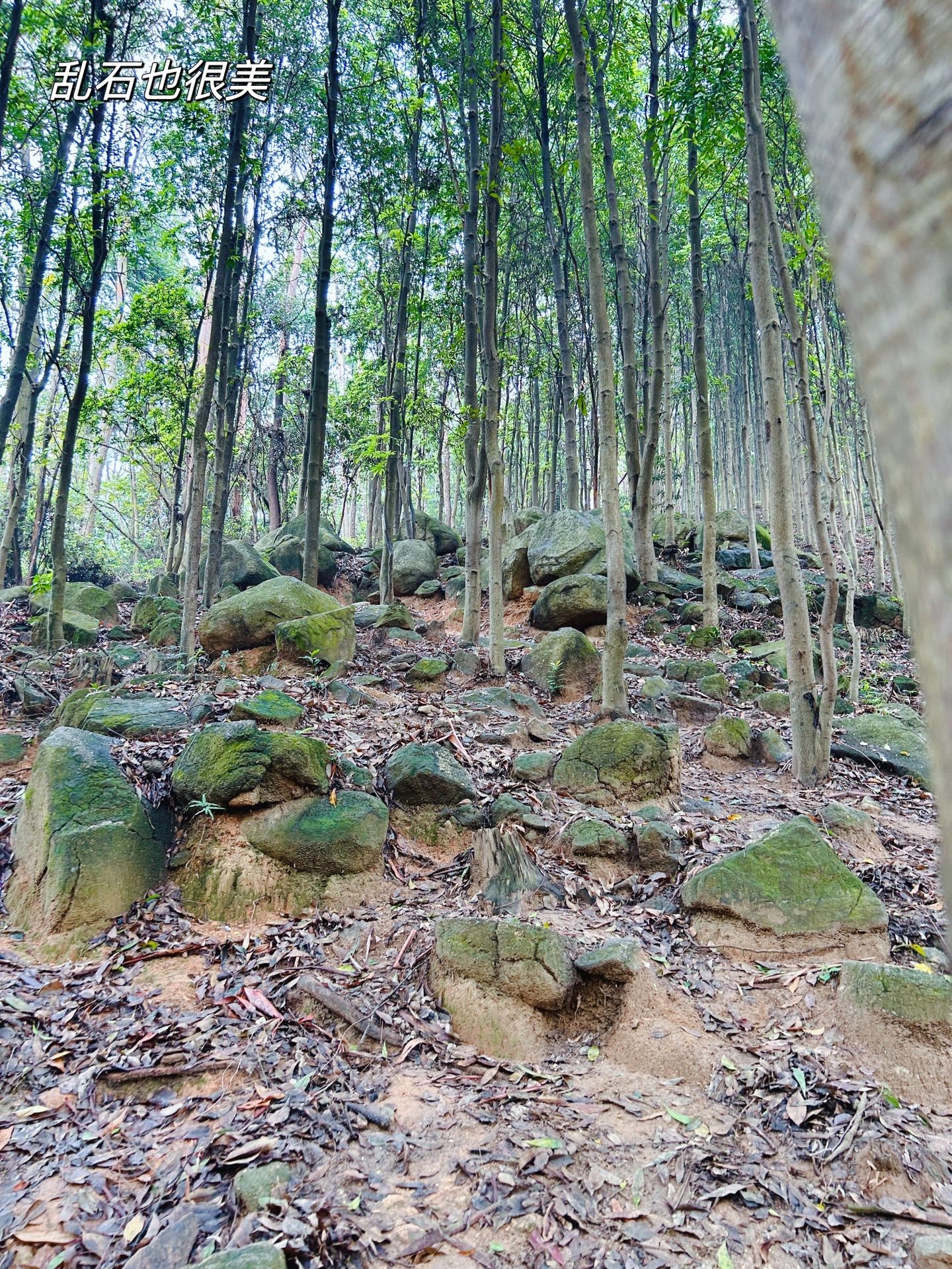 广州牛木线-休闲徒步路线 推荐 16km