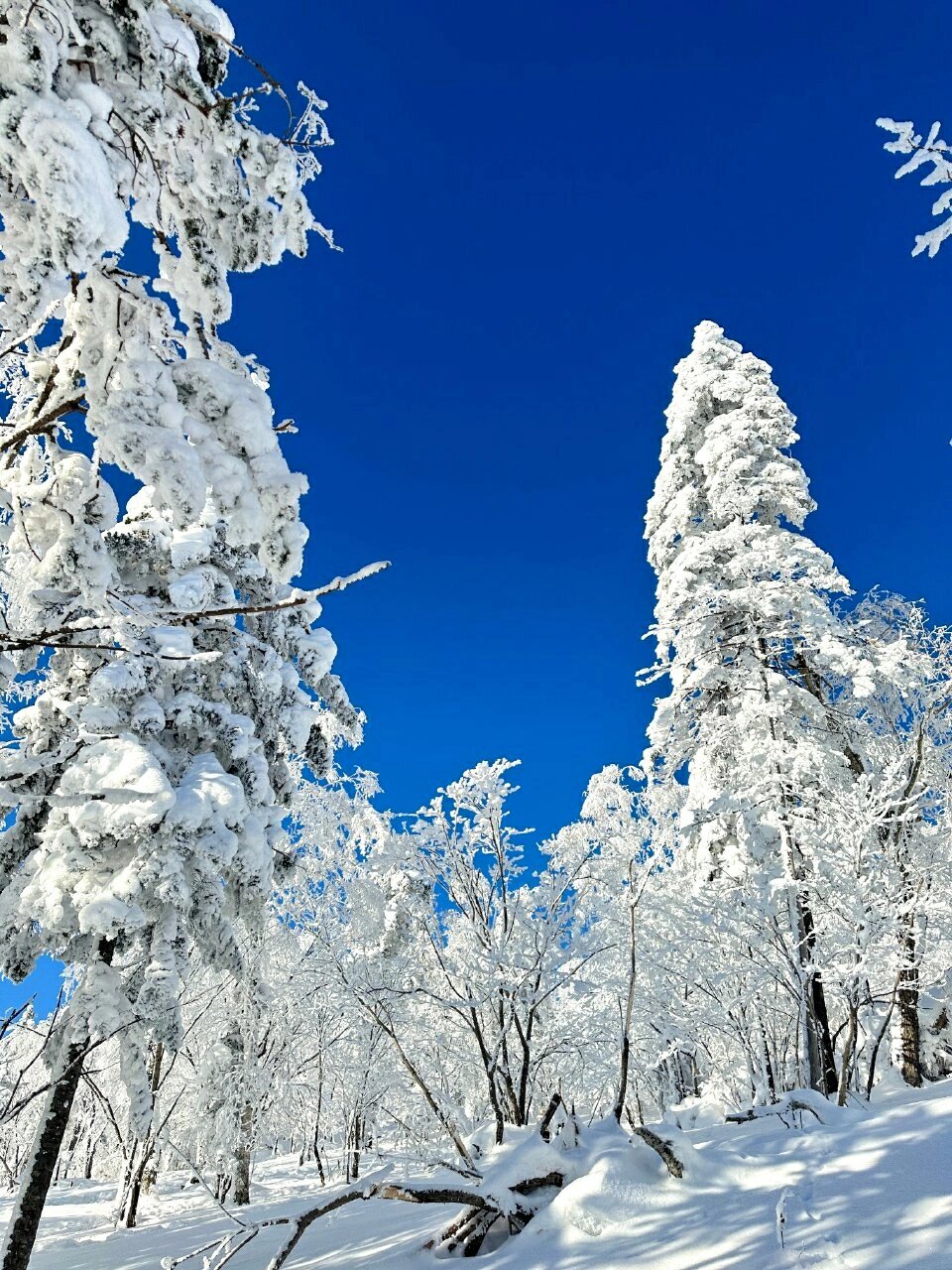 玩转哈尔滨雪乡，五天四晚行程