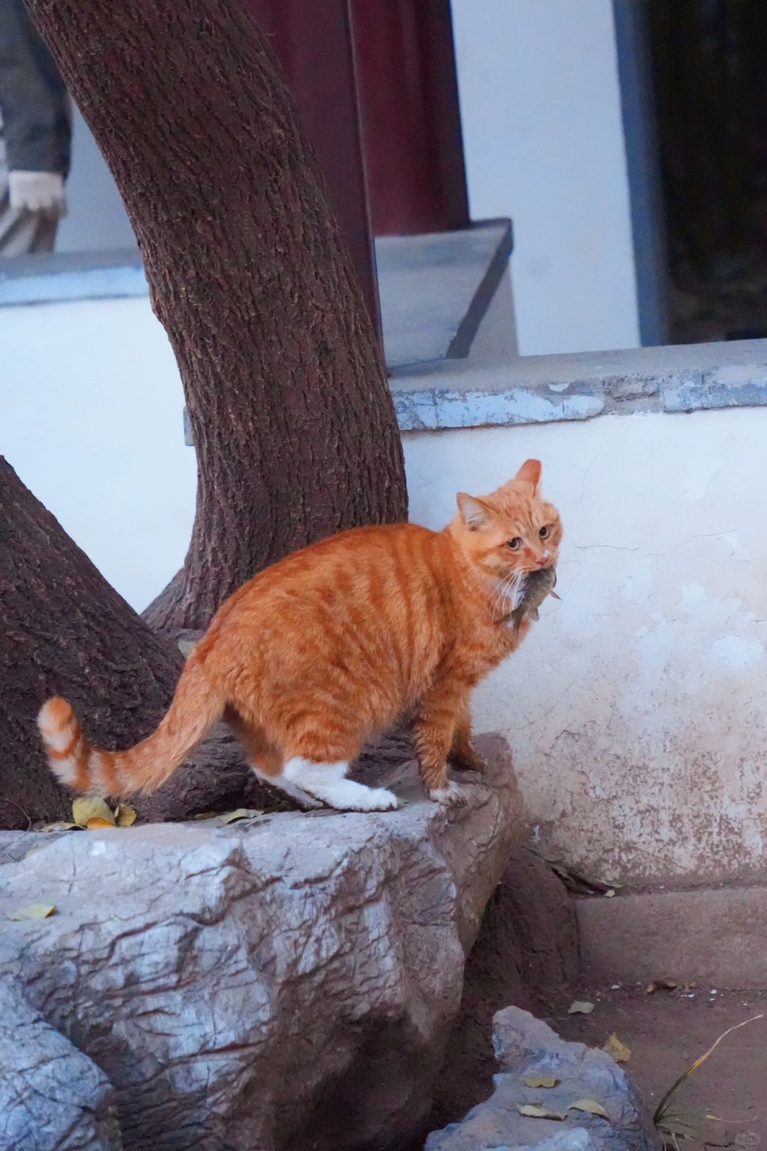 北京紫竹院公园的大橘会捕鱼
逛公园碰到大橘在冰面上捕鱼。🐈超级有耐心，第一次抓