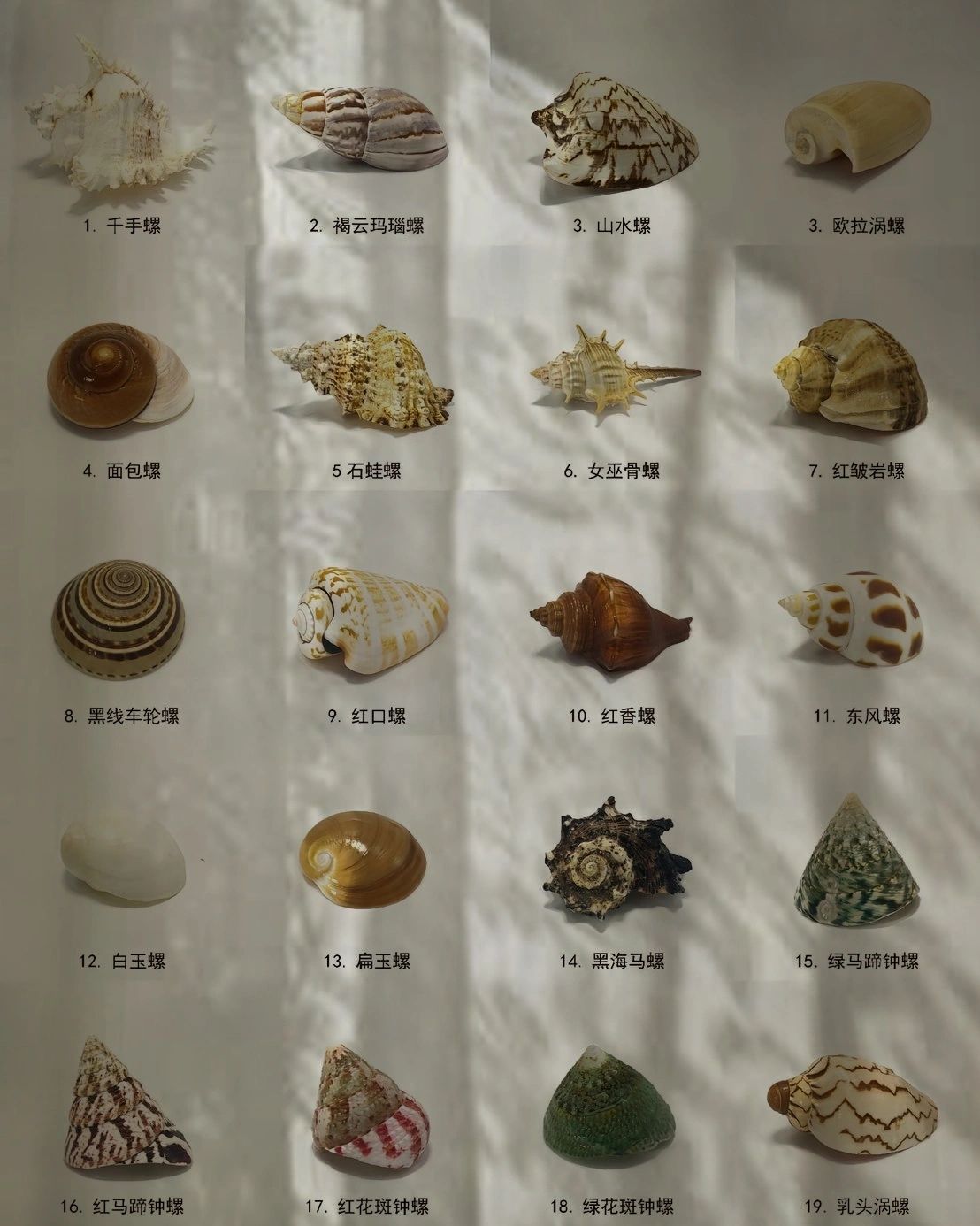 螺类大全#螺类大全#