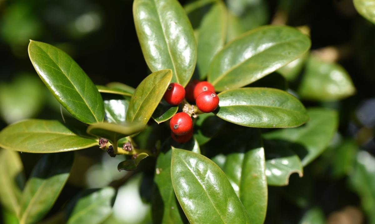 冬青
可做年宵花～
喜庆氛围拉满的红果果
原名：冬青
又名：冻青
外文名：Ile
