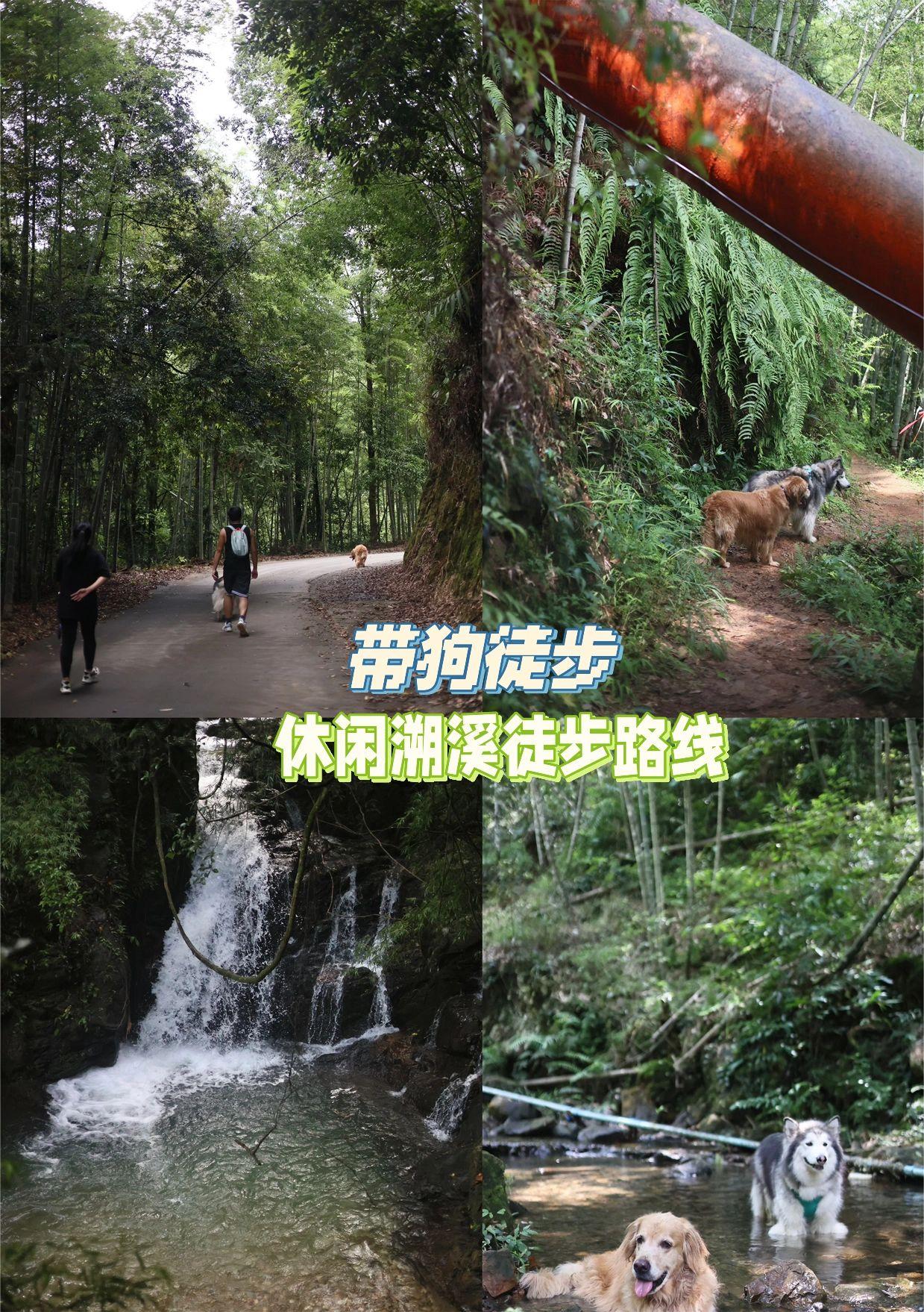 带狗徒步| 从化 溪头村 | 休闲溯溪线