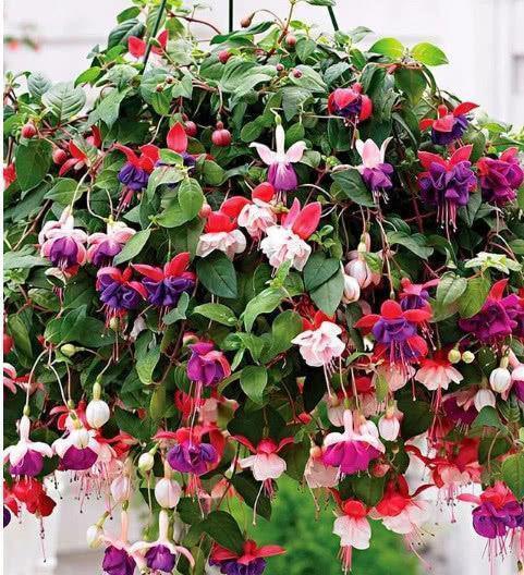 





倒挂金钟开花时又仙又美，非常漂亮
倒挂金钟，它也叫吊钟海棠、灯笼海棠