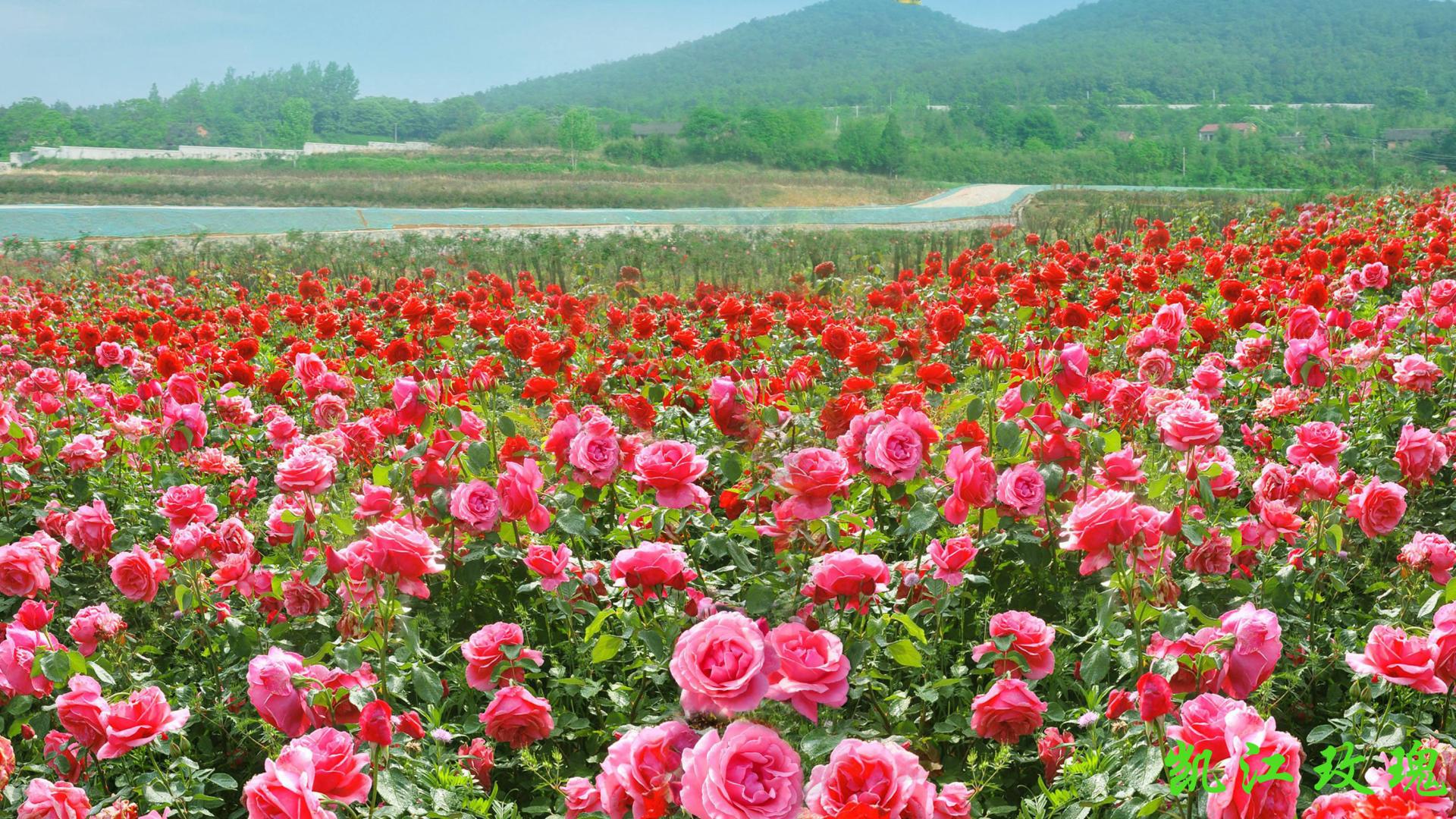 是不是很好看呀