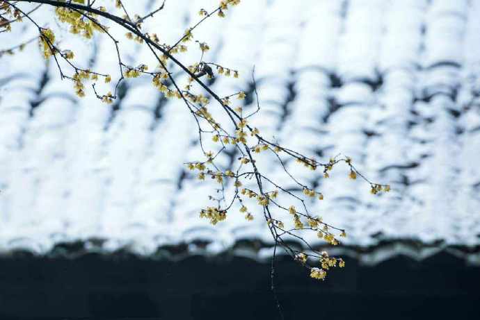 酒暖雪后香笼梦。