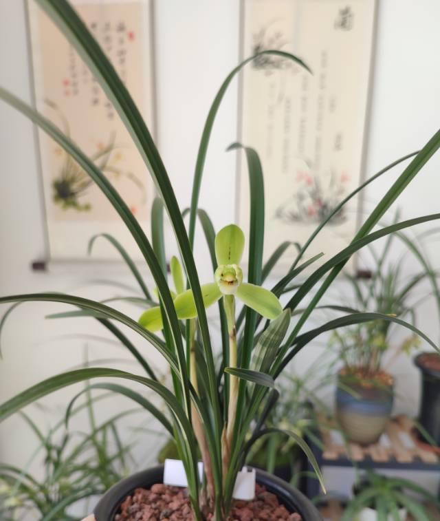 桂林一兰友说：“大杂烩一样出好根，多年养兰以来各种常用植料用了个遍，花生壳，松树