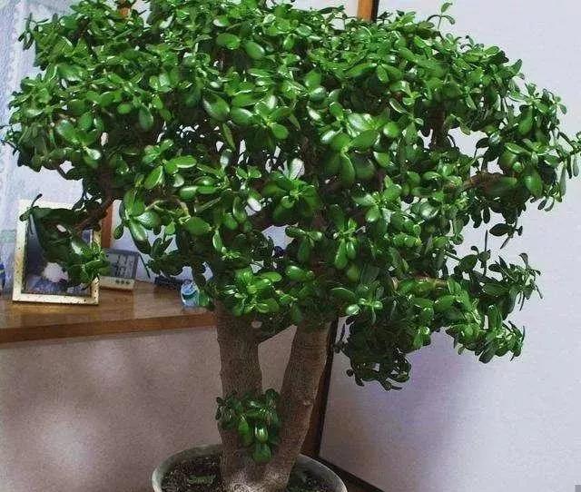 






玉树是景天科的多浆植物，叶片肥厚，四季翠绿，表面光滑，温润如玉，枝