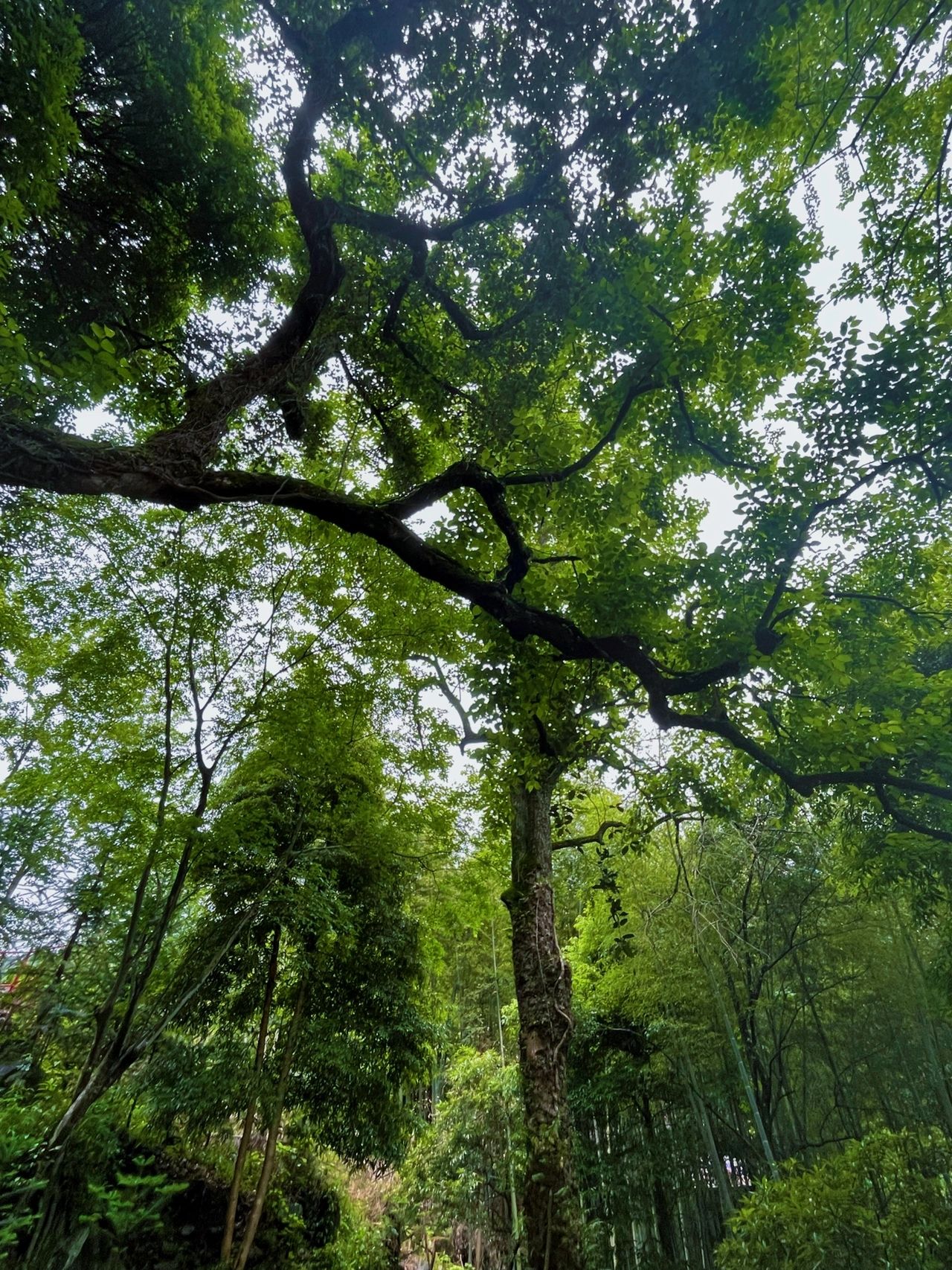每周一山｜广州公共交通可达的天然氧吧