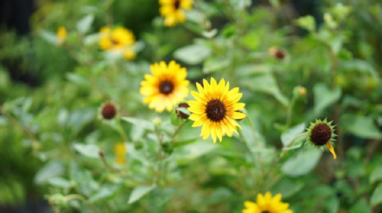 超级向日葵🌻光辉岁月，没有葵瓜子，只有无性“扦插”繁殖，多年生，不低于0度，一