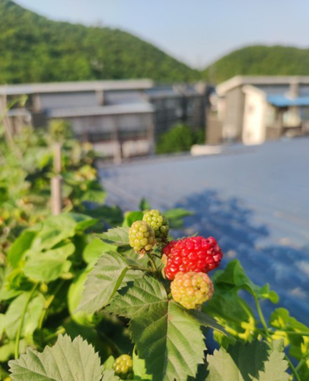 黑莓开始变红了哦[馋嘴][馋嘴]，长势太狂野了，得早晚都要浇水，盆栽的硬伤[摊手