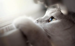 如何用“我是一只猫”为开头写一个复仇故事