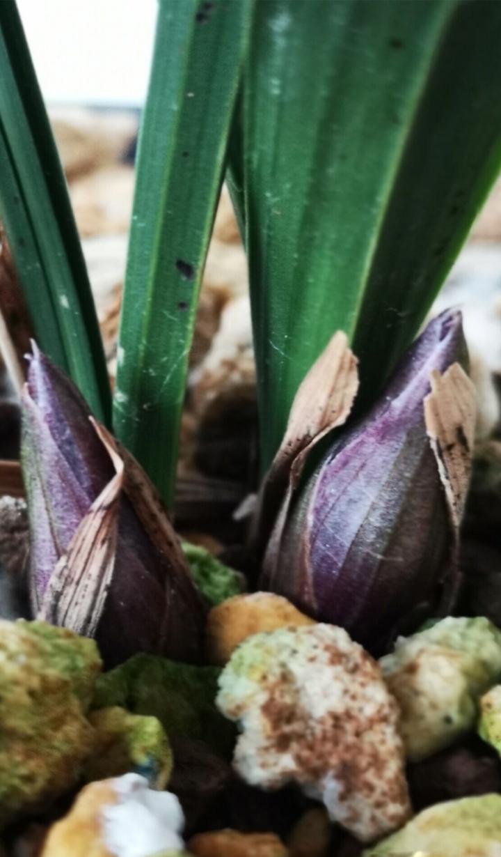 荷瓣兰花花苞特点！一、苞体滚圆充实，二、花苞衣壳短圆，二、花苞衣壳宽厚，四、花苞