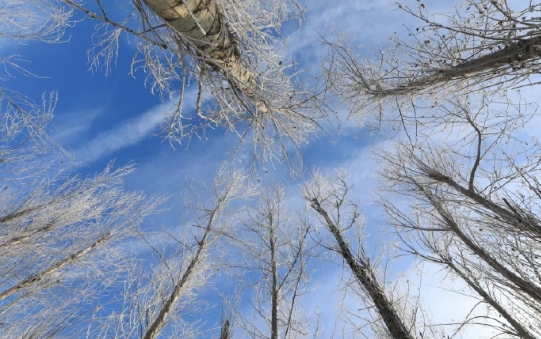 冬天看雪景，还是去东北，那么美丽的树挂，那么洁白的苍茫大地，对于一个很少看雪景的