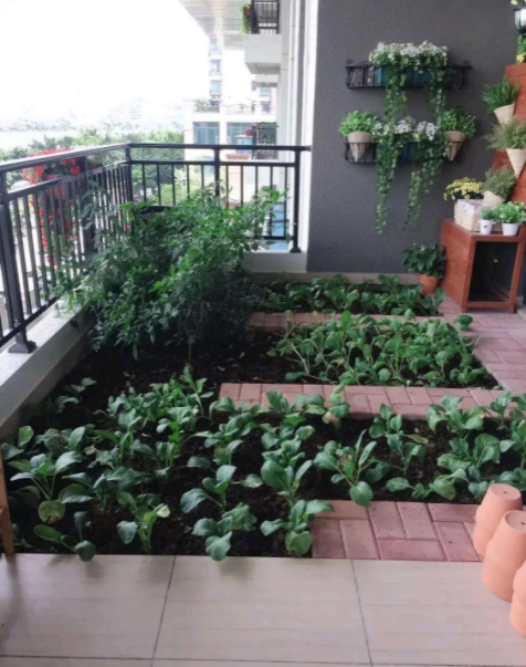 小区群里曝光了一家住户，在阳台上种菜的照片！

在阳台上种菜已经不是什么新鲜事了