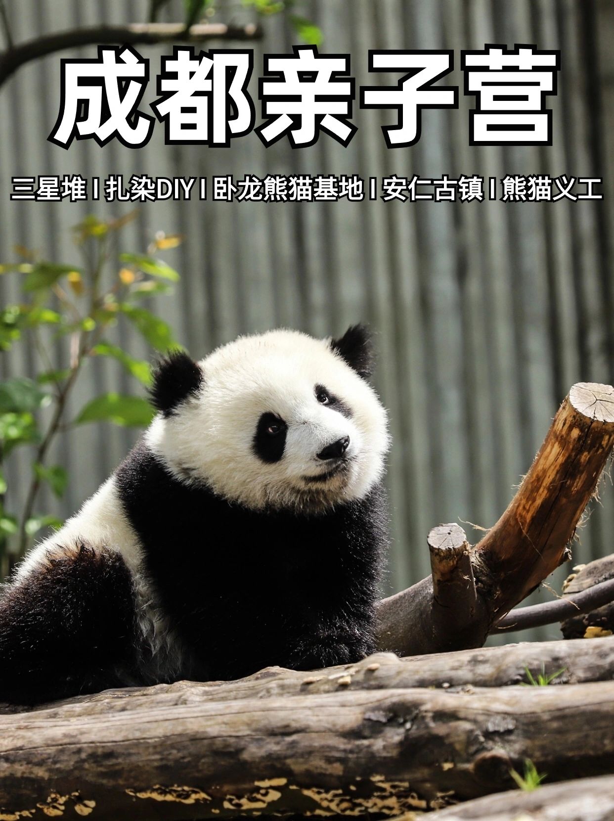 解锁蜀都 · 5天4晚成都亲子营，看熊猫