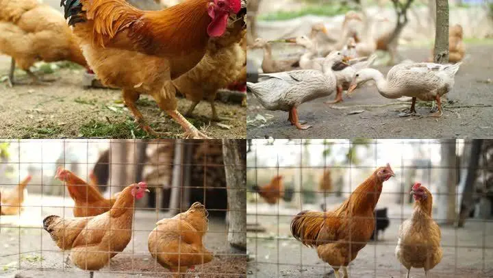 鸡肉热，鸭肉凉，这里面的道理我来给你说说，也能提升你的中医思维。
 
猪牛羊鸡鸭