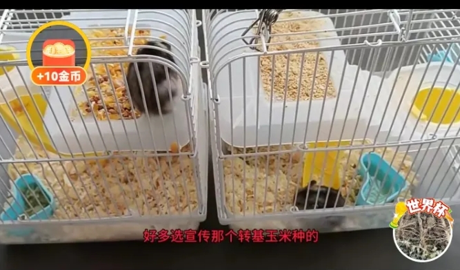 事实胜于雄辩，用转基因豆粕畏的小鼠，今天第六天出现问题！而在旁边同样同一天开始作