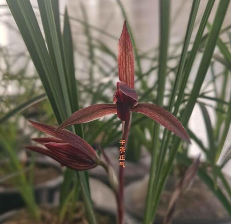 春兰腾越红素，又一个花季的第一箭花，屋顶露台自然种养，开得不错，共赏。