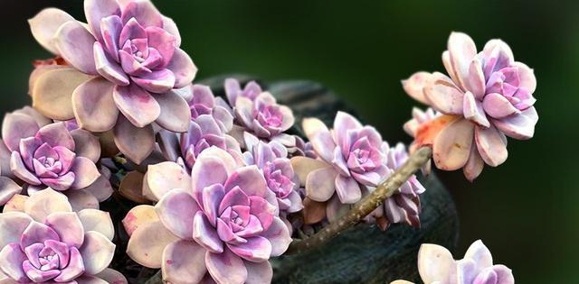 多肉紫乐是一种很好养，也很容易出老桩的一种多肉，紫乐最吸引人的有3点，一、是叶片
