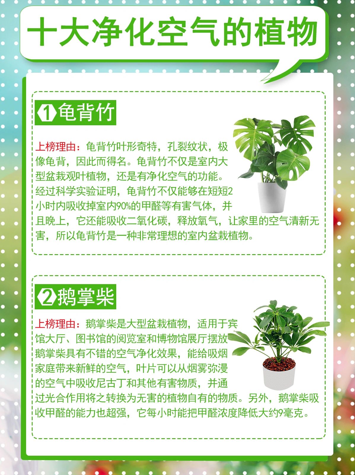 净化空气的室内植物#除甲醛的植物有哪些#