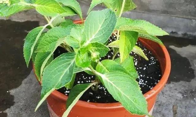 






给花卉植物换盆土别随意
有一些花友平时干什么都是比较随意的，养花也