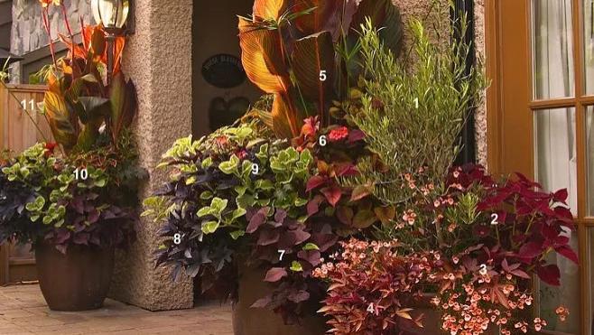 为什么，用同样几种花，你种的不如别人好看？