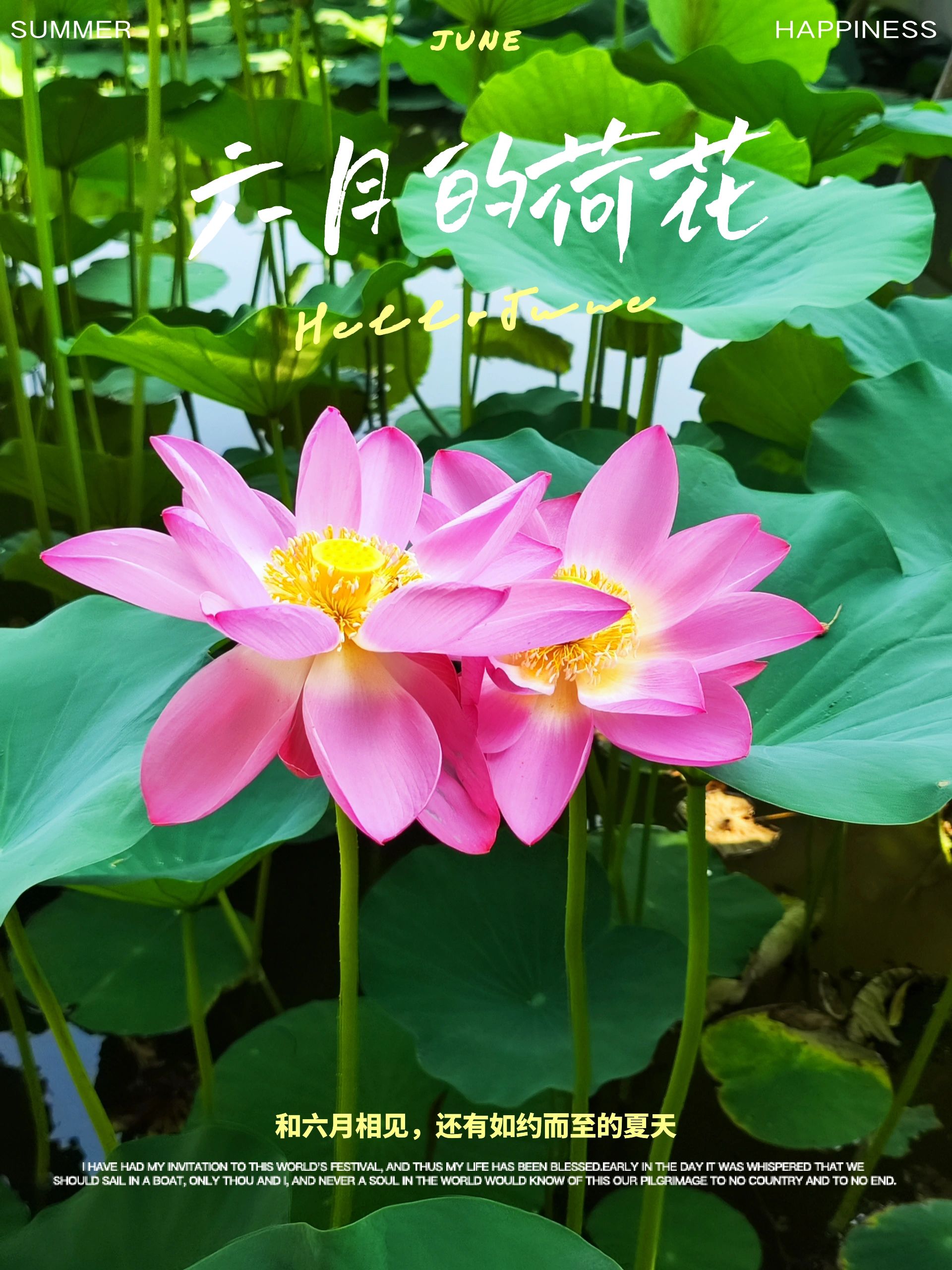 大观园赏睡莲，视觉盛宴画中游