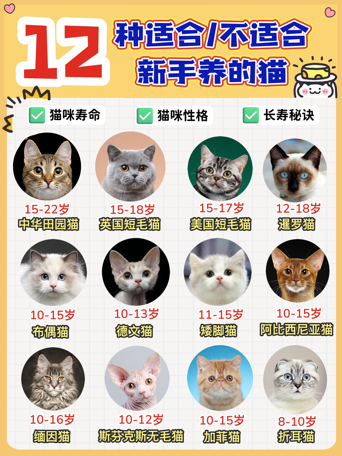 不适合养的猫#不建议养的几种猫#