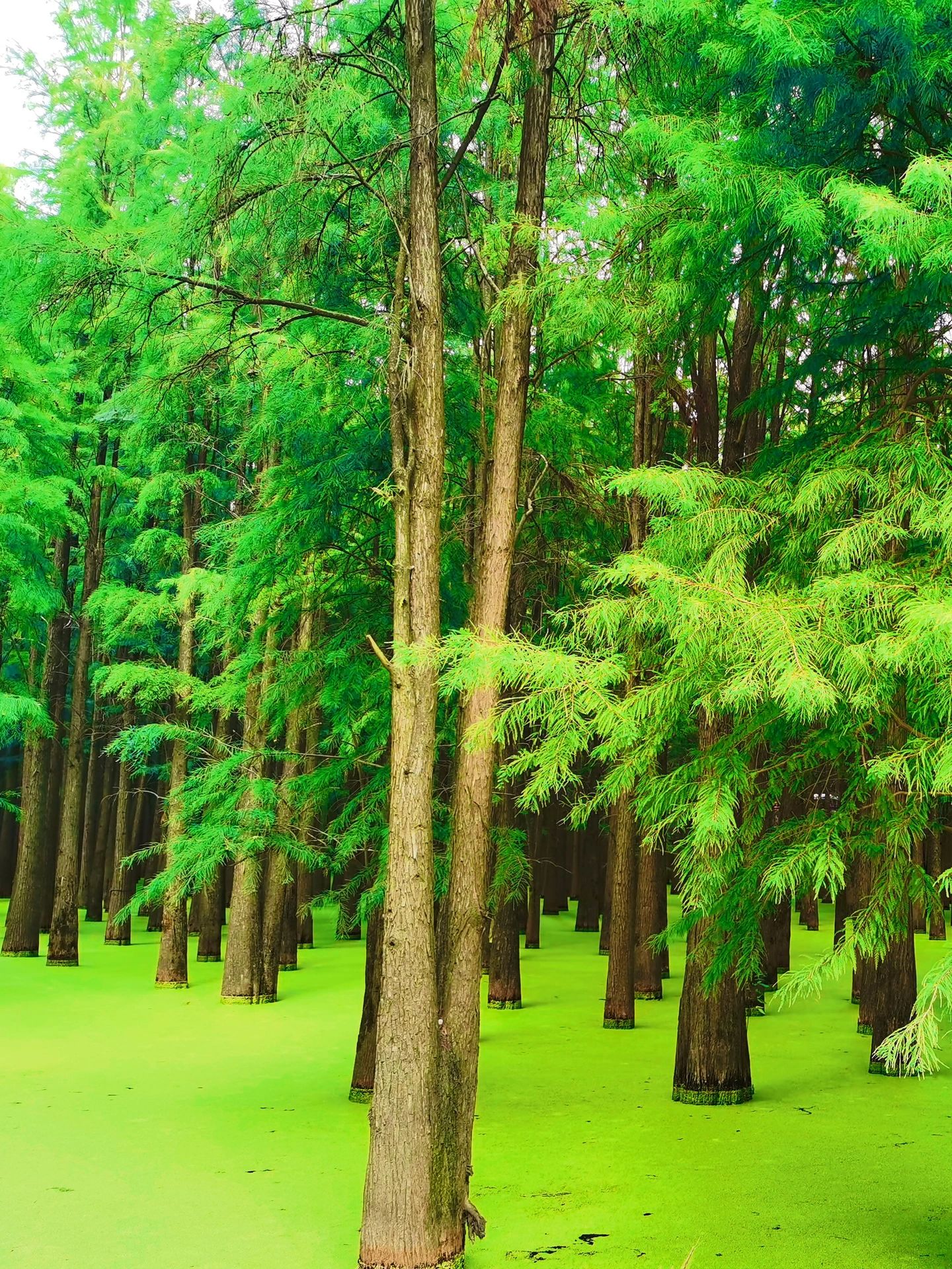 来杭州不要只去西湖，青山湖值得走一走