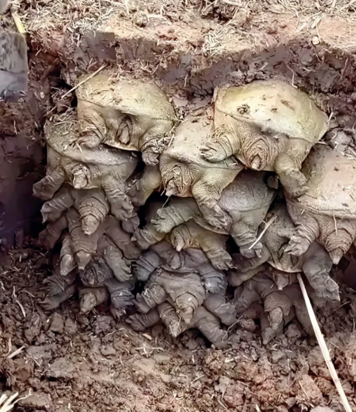 它们为什么叠在一起，藏在土里？