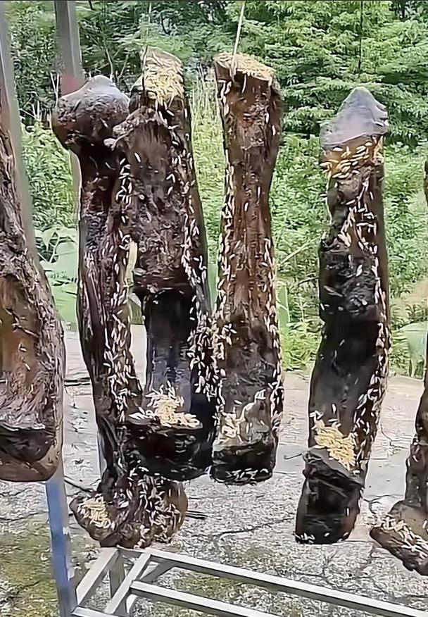 美味腊肉，这一独特的美食令人回味无穷。
