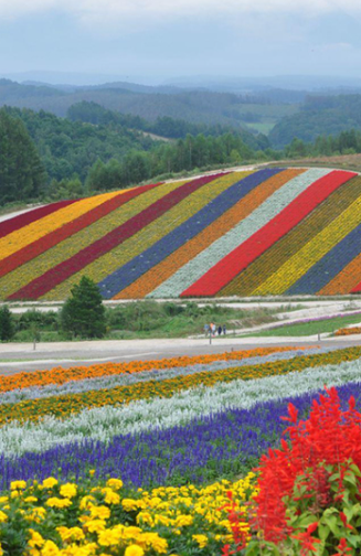 北海道小众亲子游❤️美瑛拼布之路骑行