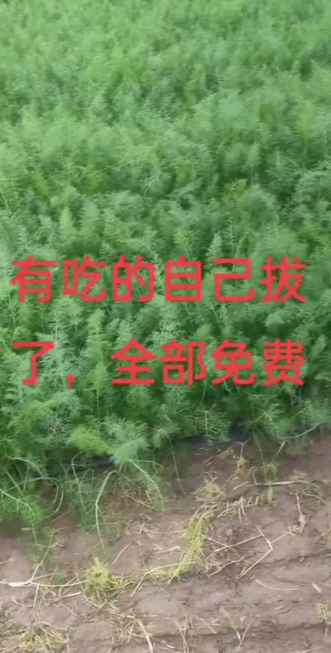 今年不知道什么原因，河北这边农民辛苦种的这些菜，香菜、大葱、白萝卜，白菜，茴香，