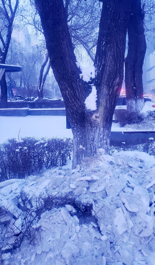 老广遇见的冰雪哈尔滨
冰雪街区
大清早，天刚蒙蒙亮，哈尔滨的街头应该被昨夜的大雪