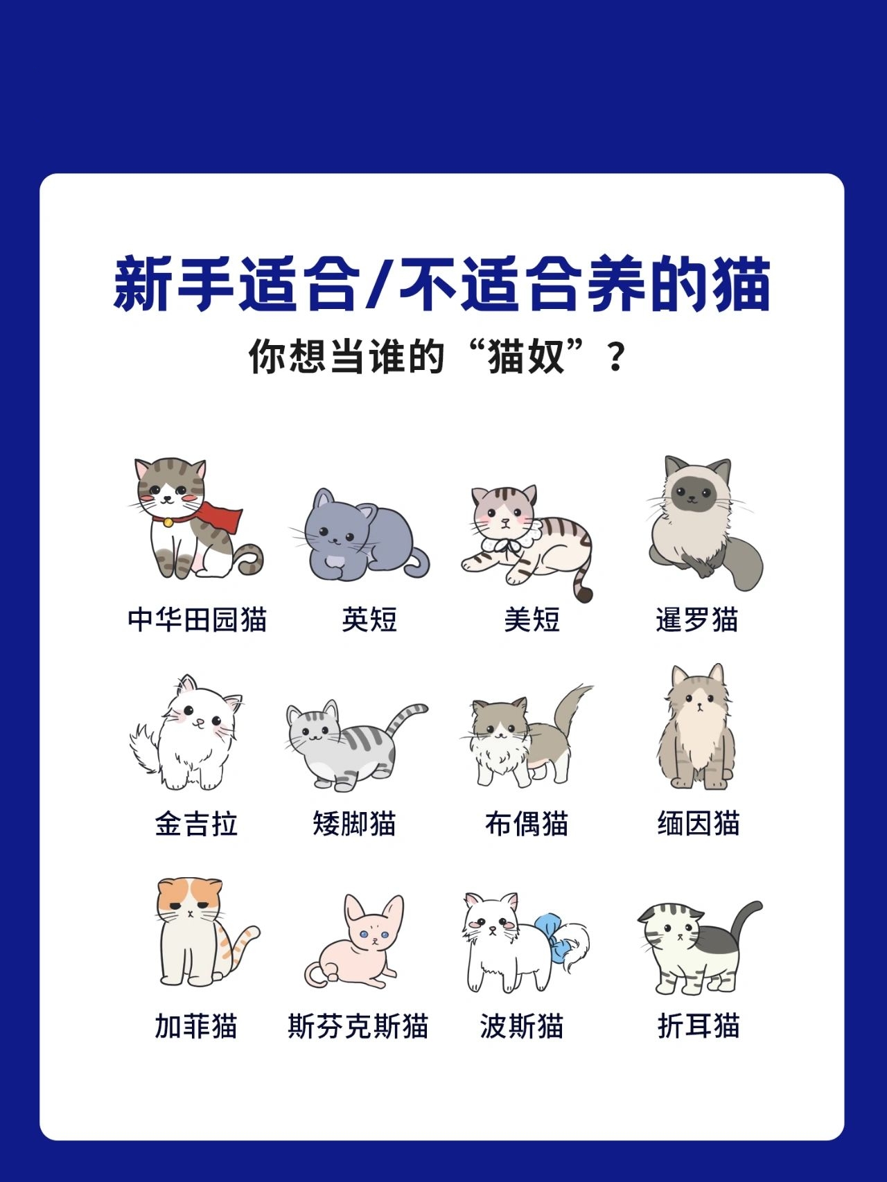 千万别养的猫#不建议养的几种猫#