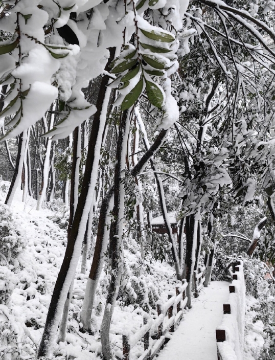 你已春色摇曳，我仍一身旧雪 ​