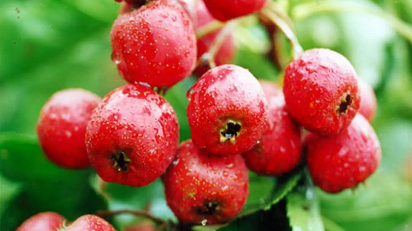 山楂的黄金搭档，成功男人的加速器，硬度加倍