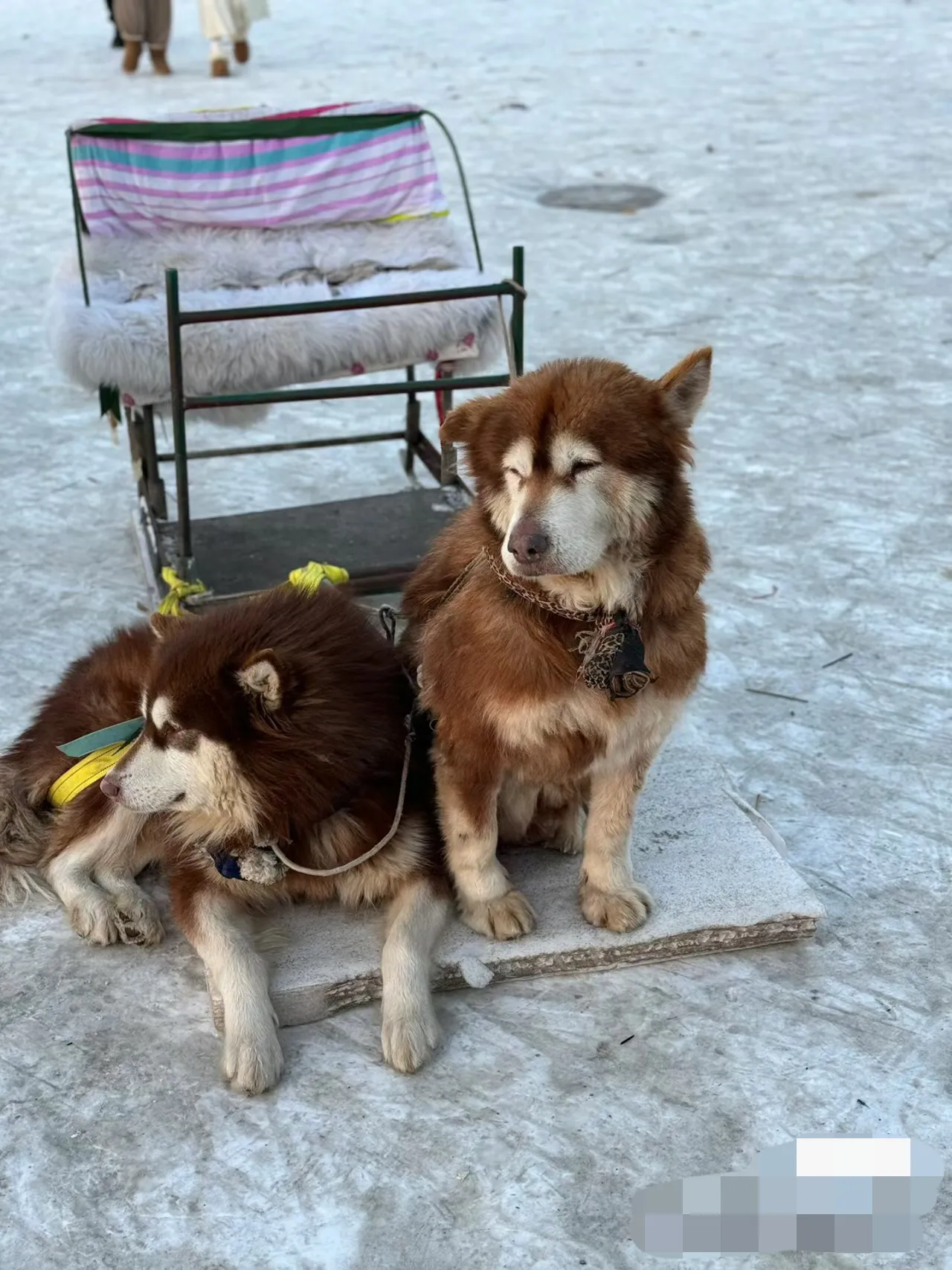 可不可以请大家少坐松花江上狗拉雪橇项目
江边的牌子上写着：严禁带狗入内
江上的人