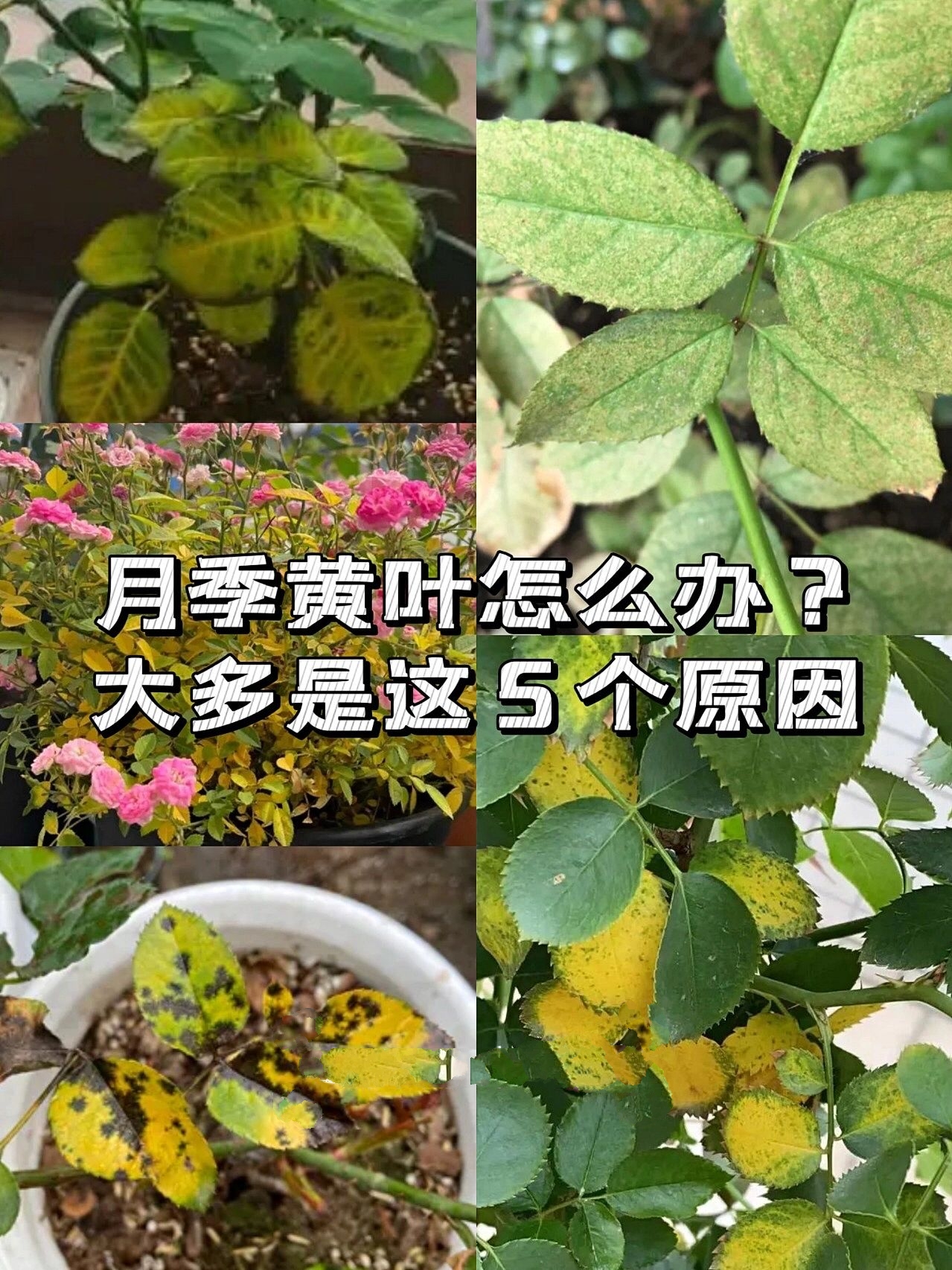 月季黄叶#月季花叶子发黄枯萎是怎么回事#